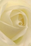 This compelling close-up draws you gently to the heart of a cream-white rose, its petals spiraling inward as though inviting you to linger in its peaceful embrace. The delicate layers seem kissed by the first light of dawn over Barbican, their texture soft and inviting, like freshly pressed linen. Intricate shadows play among the folds, lending depth and serenity to the scene. As a florist serving the community, I see this rose as the ultimate expression of reverence-whether marking a new beginning, honouring a cherished memory, or simply offering comfort. Its nearly translucent petals and subtly sweet aroma conjure a sense of tranquility that pervades the Barbican neighbourhood. The craftsmanship evident here reflects both nature's perfection and the thoughtful hands who bring such beauty to life for Barbican's occasions large and small. Each petal's graceful turn expresses understated power, making this rose an ideal companion for expressions of sympathy or admiration, or as an emblem of hope nestled within a local bouquet.